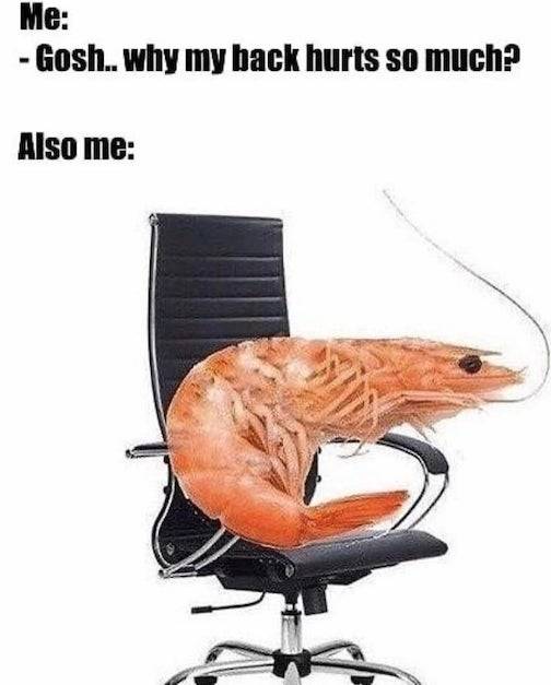 shrimp in a curled up position sitting in chair